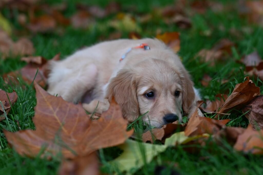 Cute golden retriever puppy resting in a park surrounded by fall leaves.