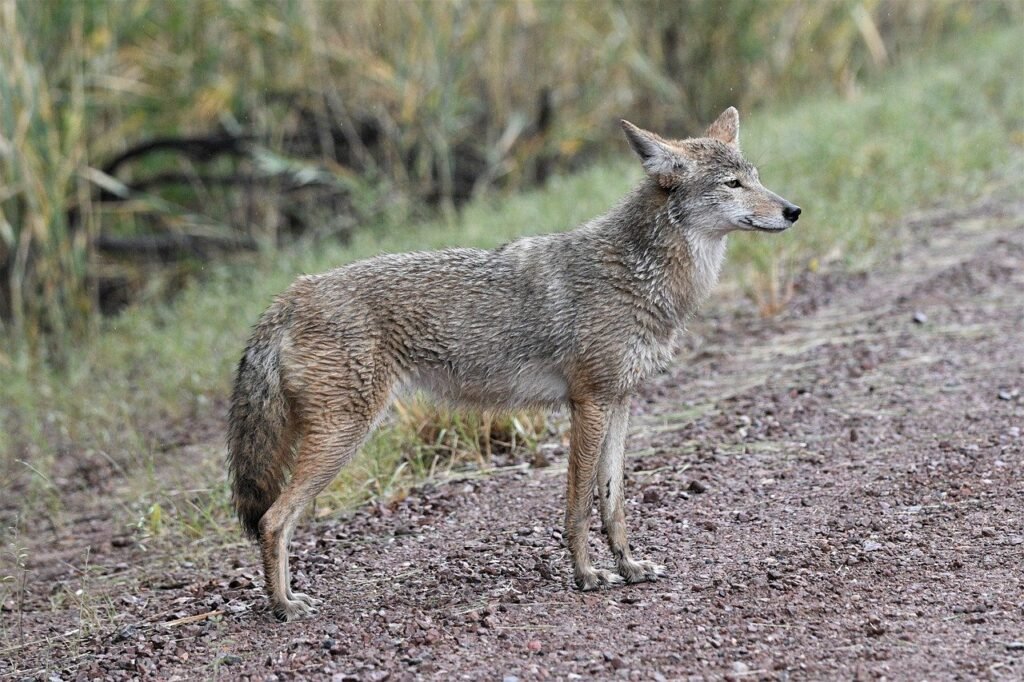 coyote, wildlife, nature