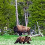 brown bison standing near brown grizzly bear