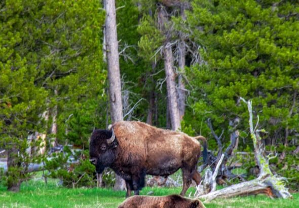 brown bison standing near brown grizzly bear