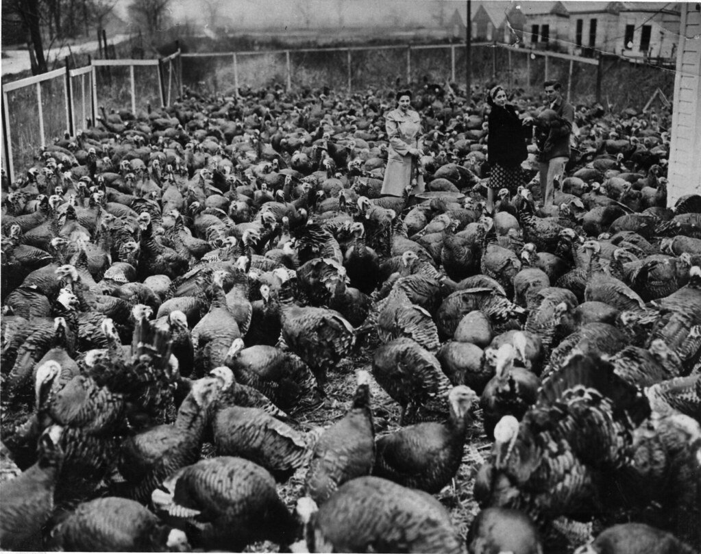 U.S. Faces Growing Bird Flu Crisis on Dairy Farms 1 S007-26009 – Schaul's Poultry Farm at W Pratt Avenue and N California Avenue – 8x10