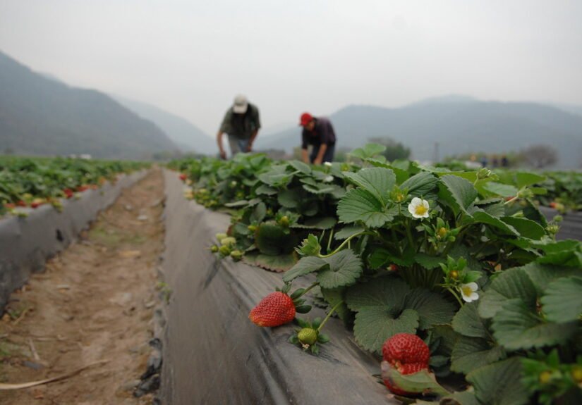 Agriculture workers on a strawberry farm