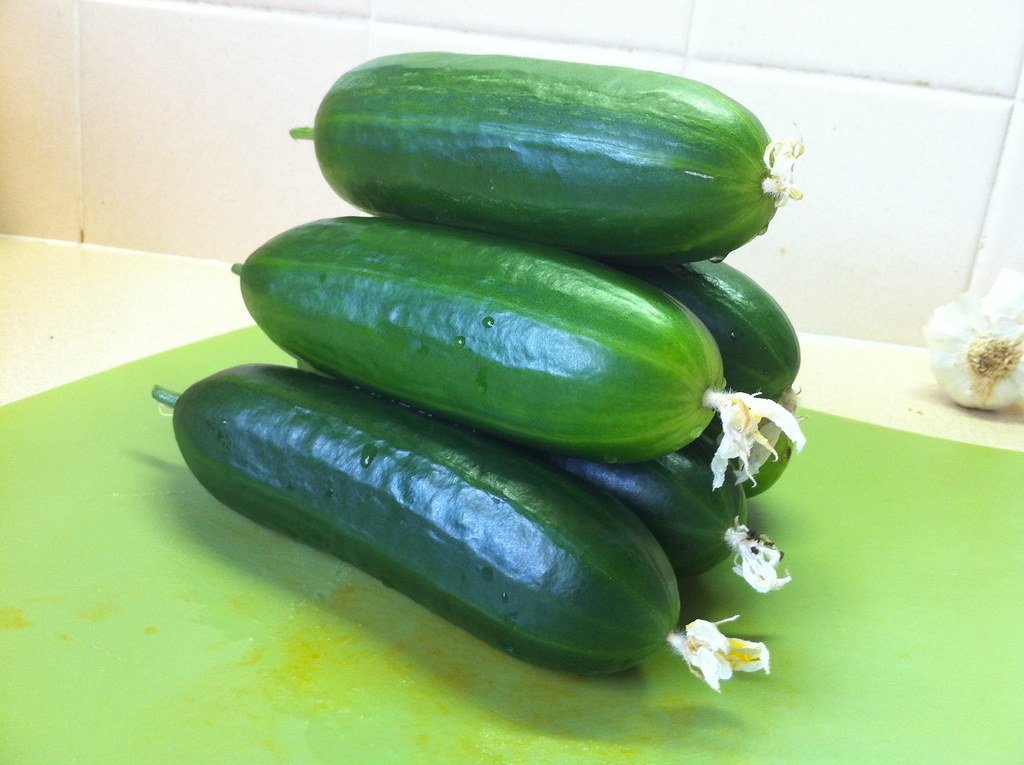 Cucumber Harvest