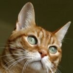 Dramatic Rescue: Hidden Feline Hoard Pulled From Abandoned Death Trap Boat After Days of Terror 87 cat, cars, animal, animals, feline
