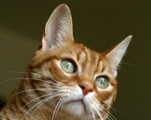 Unforgettable Mr Ricky