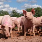 health, livestock