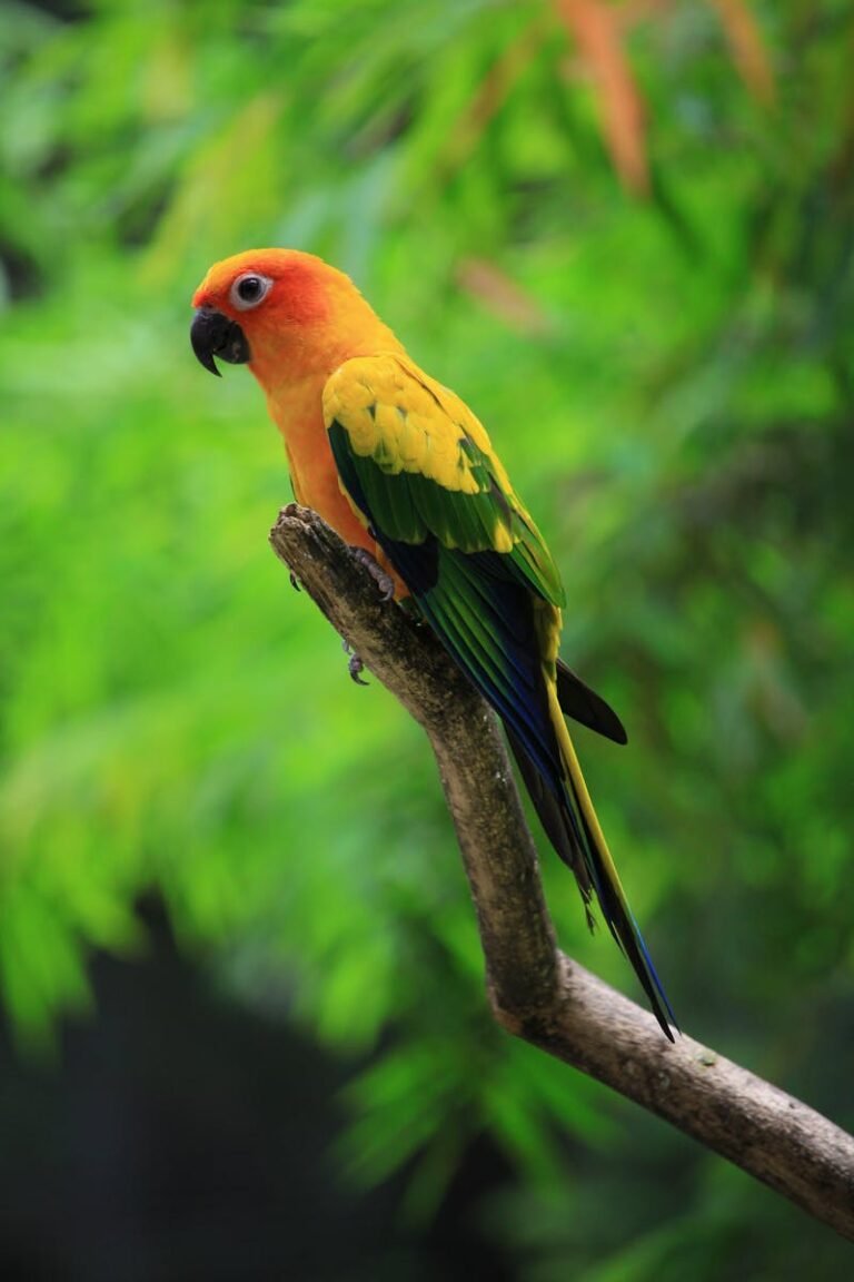 Colorful sun conure parrot perched on a branch in lush greenery.