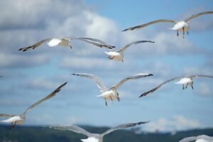 birds, gulls, flying seagulls, sky, clouds, sea, ocean, seagull, ornithology, species, fauna, avian, animal, wild nature, nature, beach, water bird, flying, wings, water, flight, spread my wings, close up, birds, birds, birds, sky, sky, sea, sea, seagull, seagull, seagull, nature, beach, beach, beach, beach, beach
