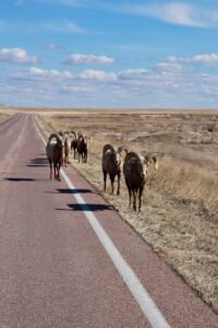 herd of sheep on road during daytime