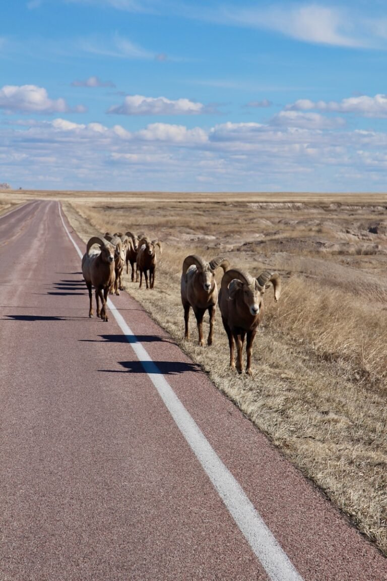herd of sheep on road during daytime