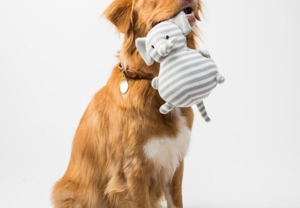 brown and white short coated dog biting white and blue ball