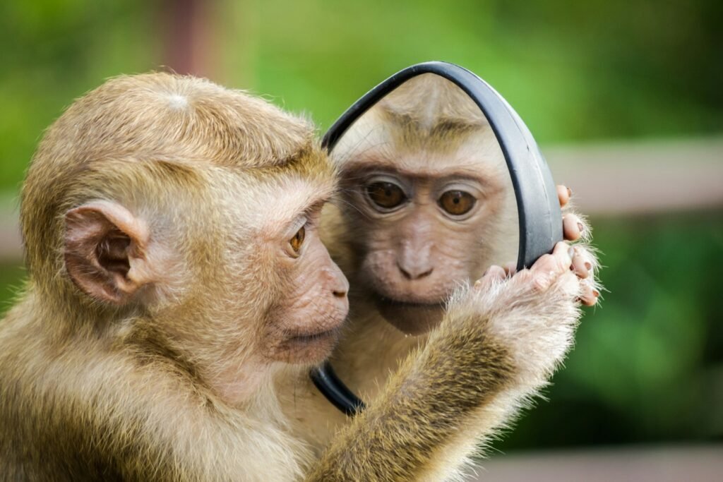 11 Indicted in Shocking Monkey Torture Video Conspiracy Across U.S. 1 monkey looking at mirror