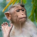 brown primate, monkey, environment