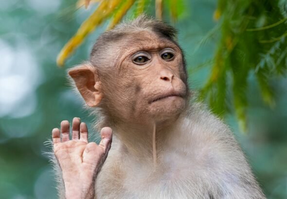 brown primate, monkey, environment