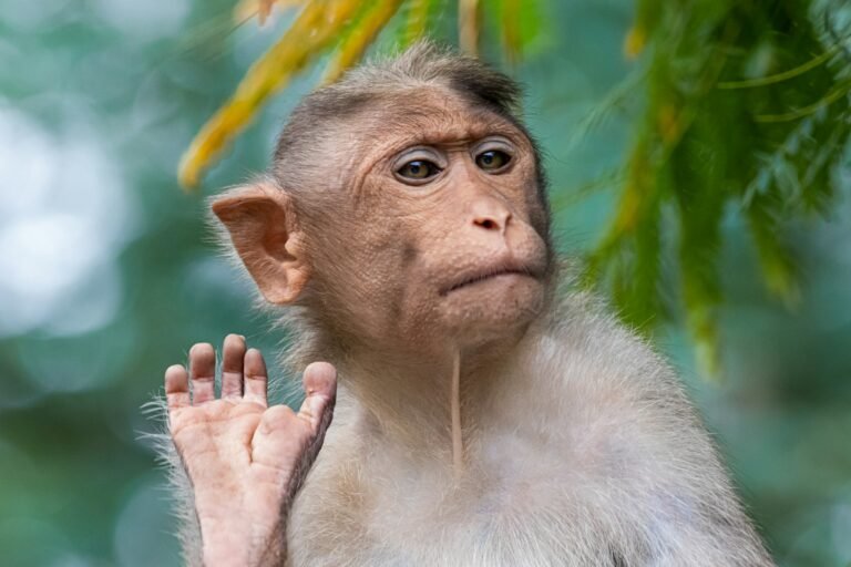 brown primate, monkey, environment