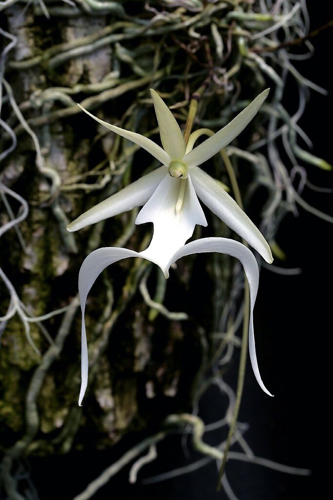 Ghost Orchid Proposed for Endangered Species List Amid Rapid Decline 1 Ghost Orchid closeup