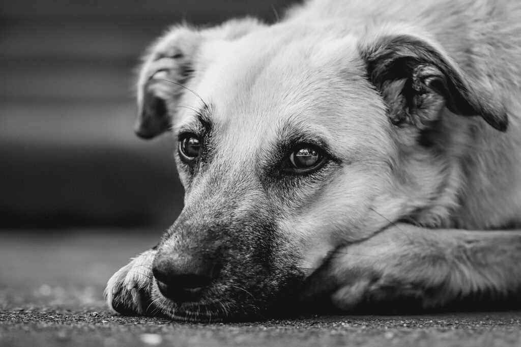 14 Sentenced in Major Georgia Dog Fighting Case;343 Months in Ordered 1 dog, domestic animal, nature, mammal, animal, pet, snout, outdoors, wildlife, attentive, mixed breed dog