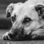 dog, domestic animal, nature, mammal, animal, pet, snout, outdoors, wildlife, attentive, mixed breed dog