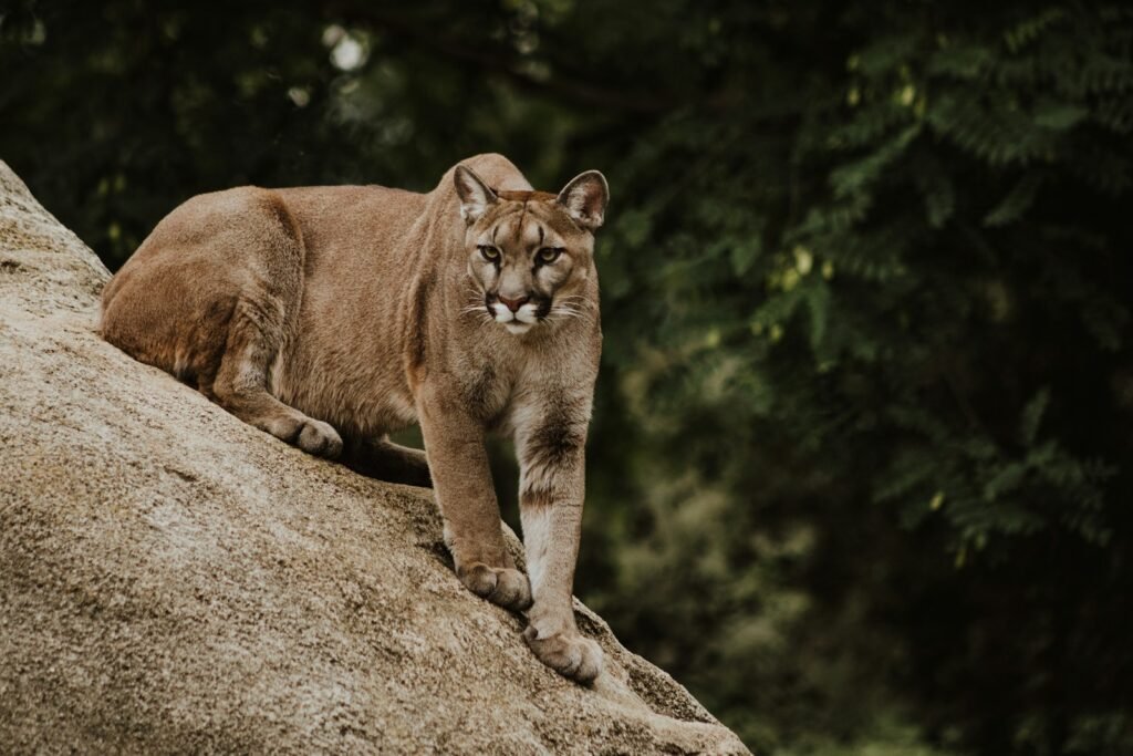 Child Injured in Mountain Lion Attack at Olympic National Park: Rangers Urge Witnesses to Come Forward 1 cougar on brown rock formation