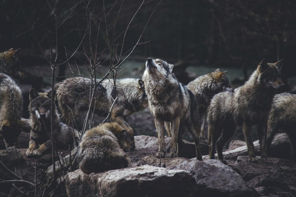 Idaho’s Wolf Reduction Plan Sparks Accuracy, Ethics Concerns 1 wolf pack on rock formation
