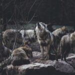 wolf pack on rock formation, wolf, environment, yellow stone
