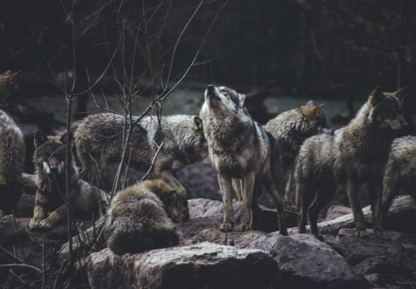 Famous Yellowstone Wolf Pack Returns to Park as Wyoming Hunt Opens Amid Threats, $10K Bounty 9 wolf pack on rock formation, wolf, environment, yellow stone