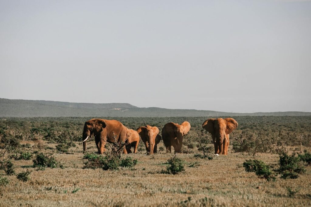 San Diego Zoo Safari Park to Open Landmark Elephant Valley in Early 2026 1 A herd of African elephants grazing on a sunlit savanna, showcasing wildlife in their natural habitat.
