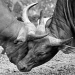 Locked in Battle When Strength Meets Determination! 🐂⚡