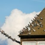 brown roof under white clouds during daytime