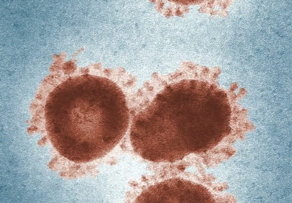 a group of brown circles sitting on top of a blue surface, virus, health