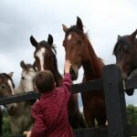 horse, woman in red and white checkered dress shirt standing beside brown horse during daytime