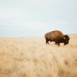 brown yak on brown grass field during day