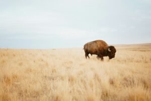 Montana Drops Yellowstone Bison Lawsuit, But Another Legal Fight Remains