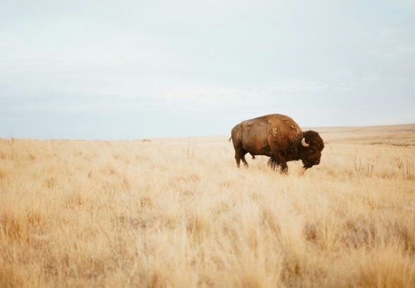 Montana Drops Yellowstone Bison Lawsuit, But Another Legal Fight Remains 7 brown yak on brown grass field during day