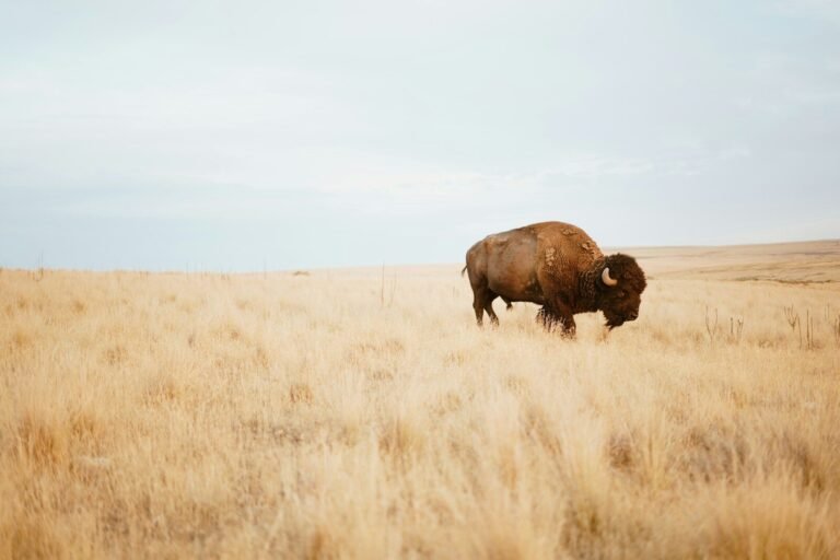 Montana Drops Yellowstone Bison Lawsuit, But Another Legal Fight Remains 3 brown yak on brown grass field during day